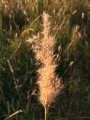 Bothriochloa torreyana