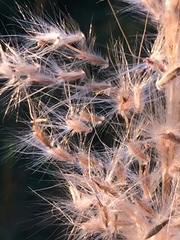 Bothriochloa torreyana