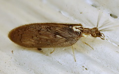Sympherobius occidentalis