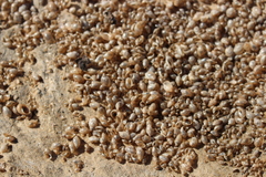Ampullaceana balthica