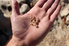 Ampullaceana balthica