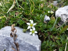 Moehringia ciliata