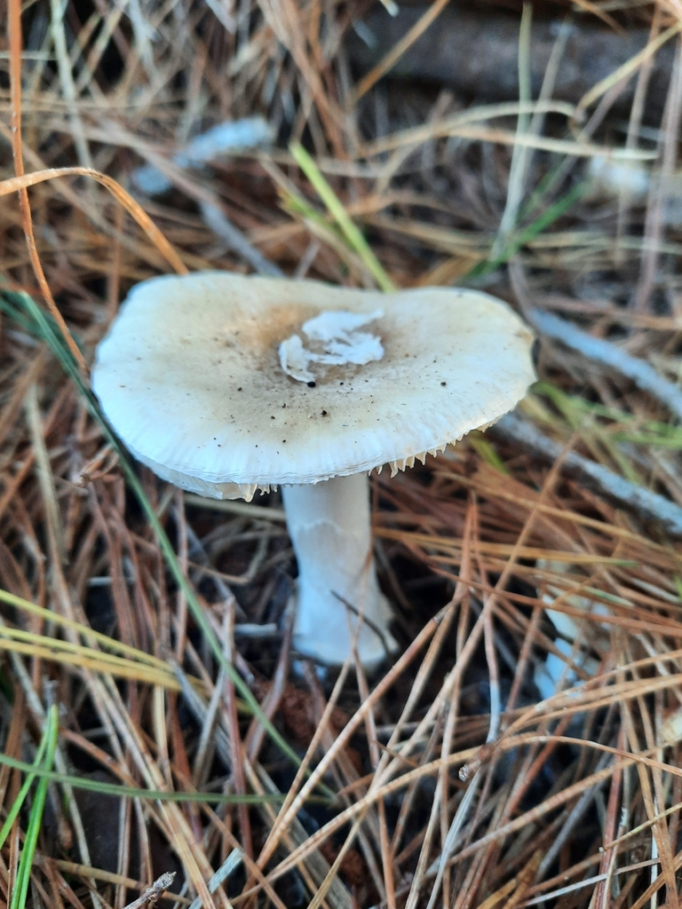 Amanita junquillea · May 2025 · photo: © maxxrandomnumbers (iNaturalist, cc0)