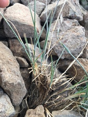 Elymus scribneri