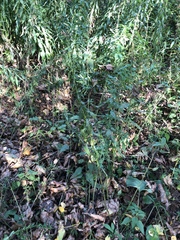 Achillea salicifolia