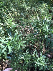 Achillea salicifolia