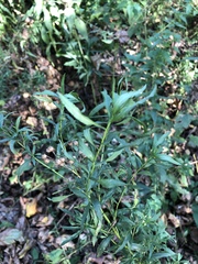 Achillea salicifolia