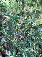 Achillea salicifolia