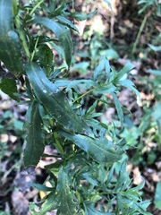 Achillea salicifolia