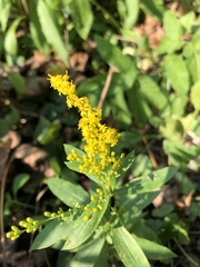 Solidago canadensis