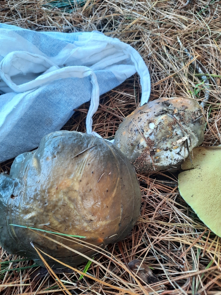 Suillus pungens · May 2025 · photo: © maxxrandomnumbers (iNaturalist, cc0)