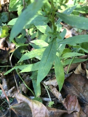 Solidago canadensis