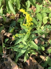 Solidago canadensis