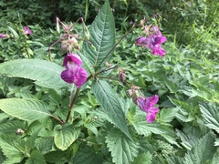 Impatiens glandulifera