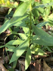Solidago canadensis