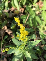 Solidago canadensis