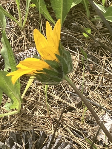 deltoid balsamroot (Balsamorhiza deltoidea)