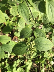 Philadelphus coronarius