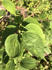 Philadelphus coronarius