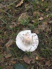 Amanita elliptosperma