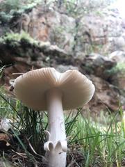 Amanita elliptosperma