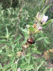 Calligrapha mexicana