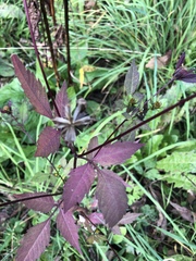 Bidens frondosa
