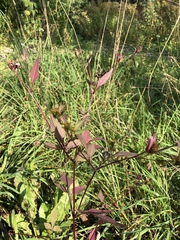 Bidens frondosa