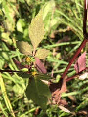 Bidens frondosa