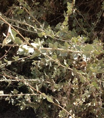 Magnoliopsida