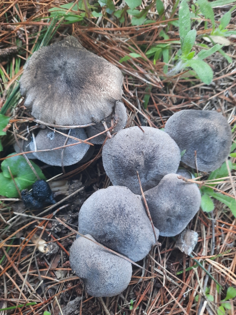 Tricholoma terreum · May 2025 · photo: © maxxrandomnumbers (iNaturalist, cc0)