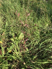 Bidens frondosa