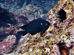 Parma alboscapularis