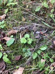 Geum macrophyllum