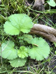Geum macrophyllum