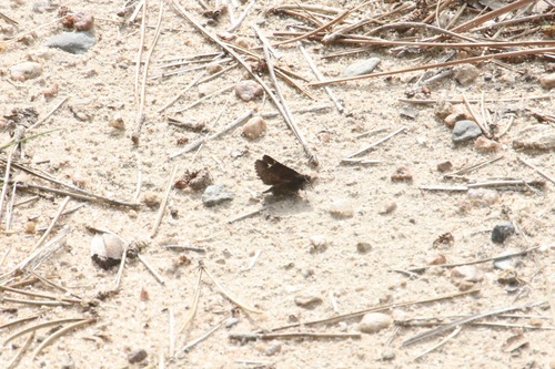 Common Roadside-Skipper photo 3