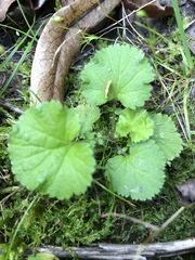 Geum macrophyllum