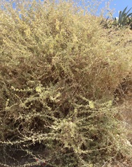 Magnoliopsida