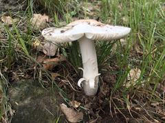 Amanita elliptosperma