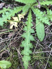 Cirsium palustre