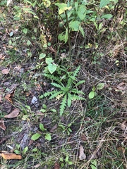 Cirsium palustre
