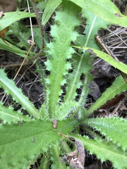 Cirsium palustre
