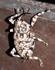 Mechistocerus
