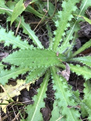Cirsium palustre