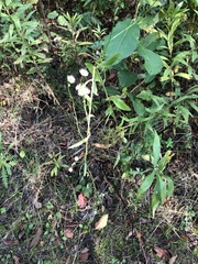 Erigeron annuus