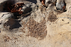 Ampullaceana balthica