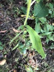 Erigeron annuus