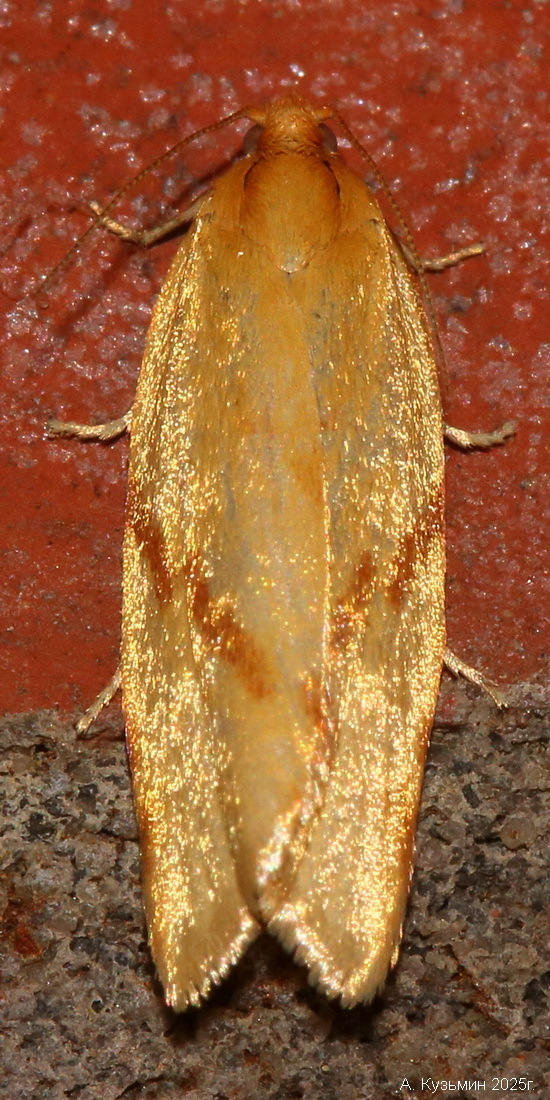 Листовёртка Чеканщица (Clepsis pallidana)