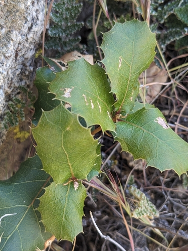 Interior Live Oak seedling