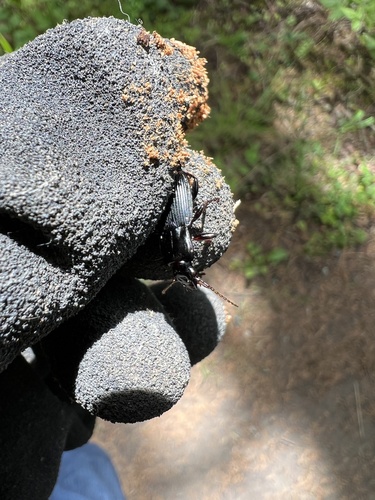 Pterostichus herculaneus photo 4